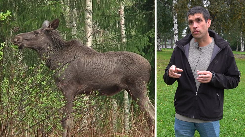 En älg som betar, Johan Karlsson, ordförande för älgförvaltningsområde nordöst och virkeschef på Holmen skog.