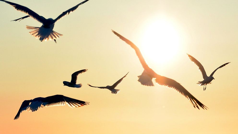 fåglar som flyger i solen