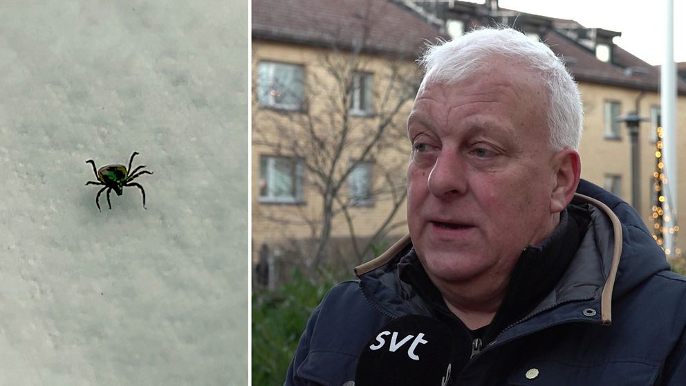 En delad bild med två sektioner: till vänster en närbild av en grön fästing som kryper på en vit yta; till höger en man som står utomhus i en mörk jacka med en mikrofon, avbildad i en urban miljö med byggnader i bakgrunden.