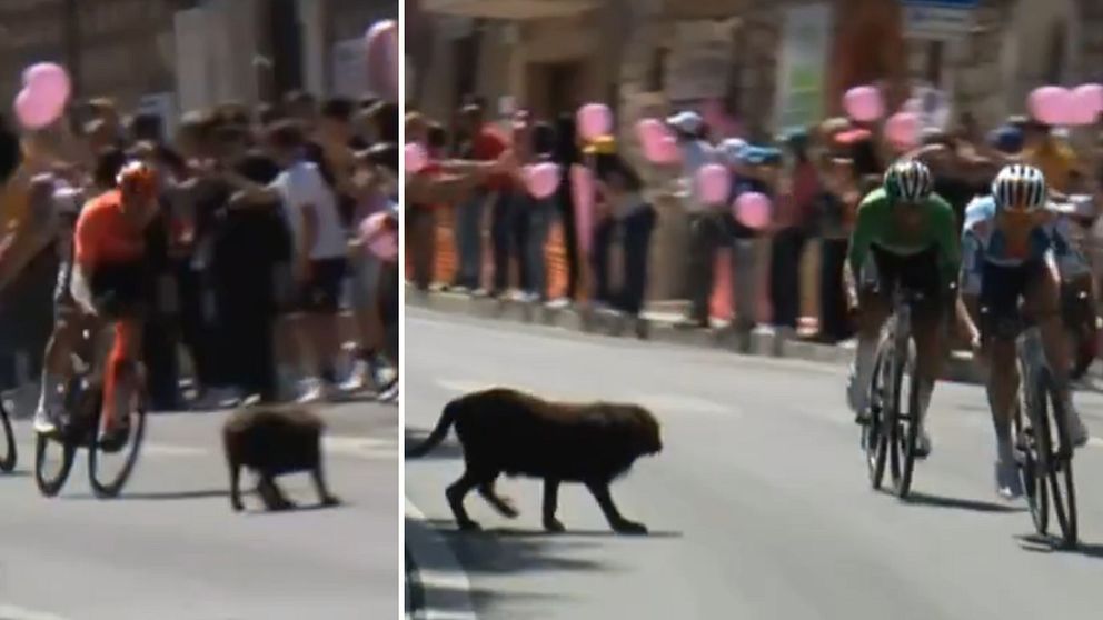 Hund på cykelbana