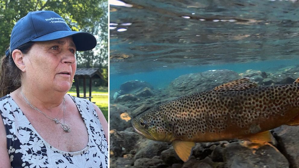 Kvinna utomhus och närbild på öring under vatten, fokus på fiskevård vid värme.