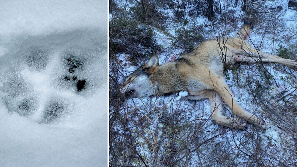 Till vänster en bild på ett tassavtryck, till höger en bild på en död varg i snön