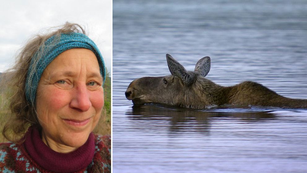 Professor Barbara Zimmermann, montagebild med en simmande älg.