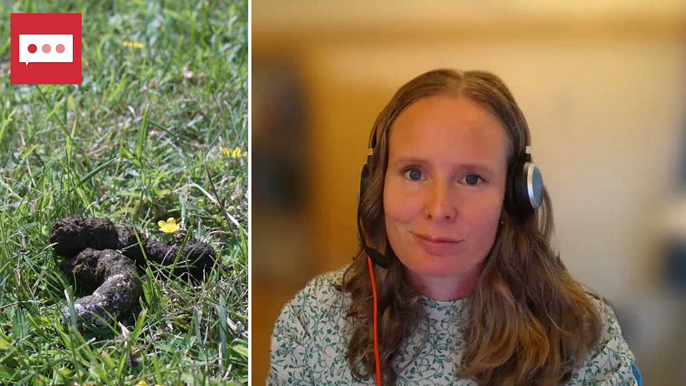Fågelbajs på gräs/forskare på Teams