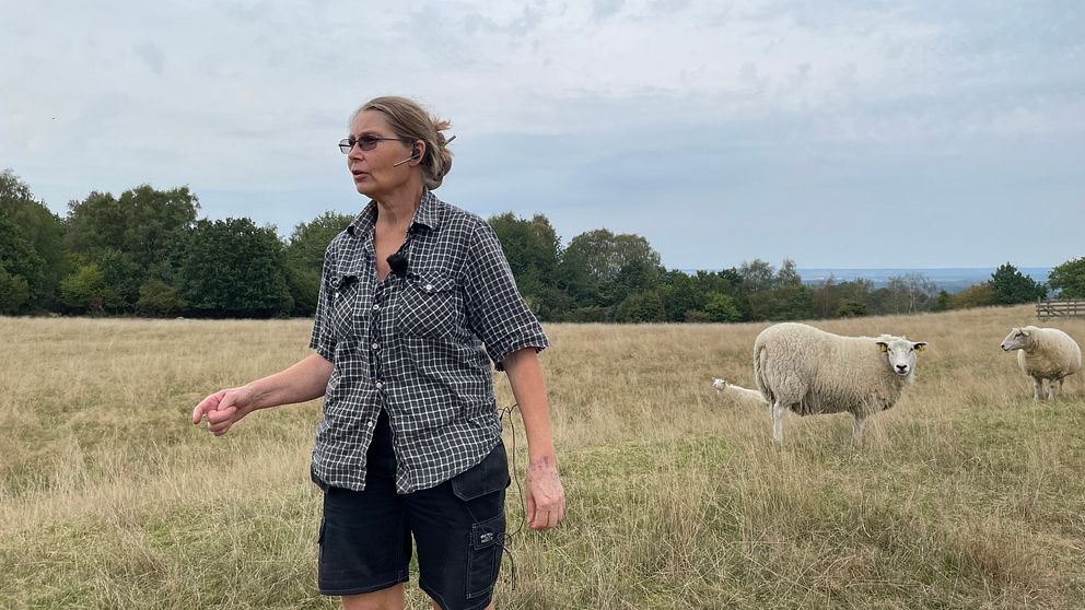 En person står på en öppen äng med högt gräs, omgiven av får. I bakgrunden syns träd och en del av en kuperad landskapshorisont under en molnig himmel.