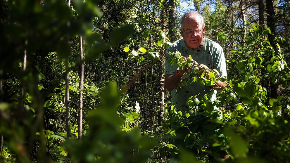 Ormexperten och ekologen Bent Christensen står i en skog i Holmsund och inspekterar ett ungt träd