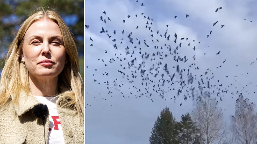 kvinna framför skog och flera fåglar som flyger i skyn