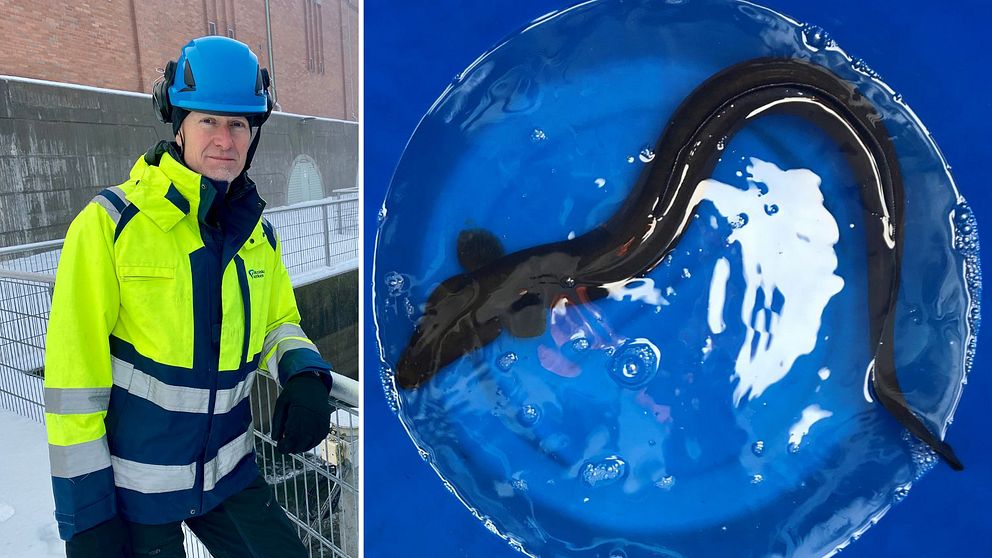 En person i en gul och blå arbetsjacka står utomhus i snöigt väder till vänster, medan det till höger finns en bild av en fisk i en genomskinlig skål med vatten, som visar fisken med svarta och vita mönster.