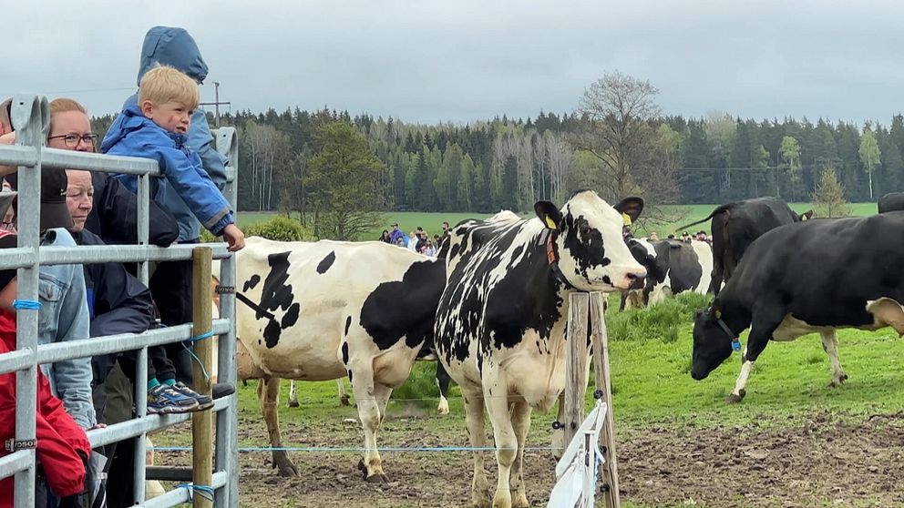 Barn tittar på kor vid en kohage på landsbygden en molnig dag.