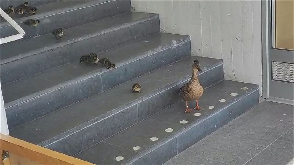 En andfamilj på en trappa