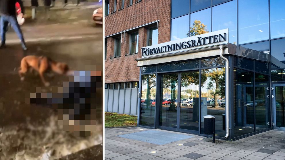 Bild på förvaltningsrätten i Göteborg samt på hunden.