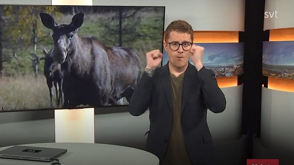 Älg och programledare