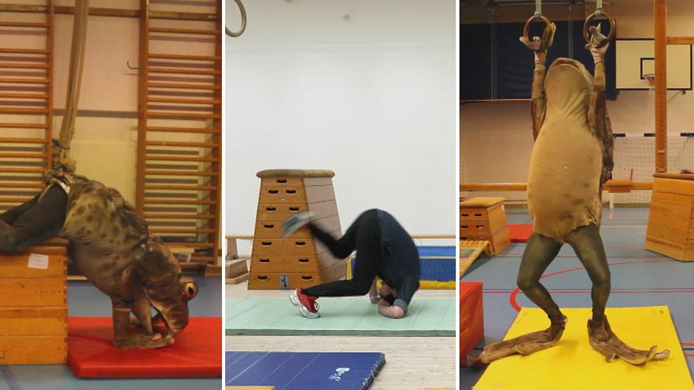 Ur Ihrmans verk Redskapsgymnastik, en människa utklädd till groda gör gymnastik.