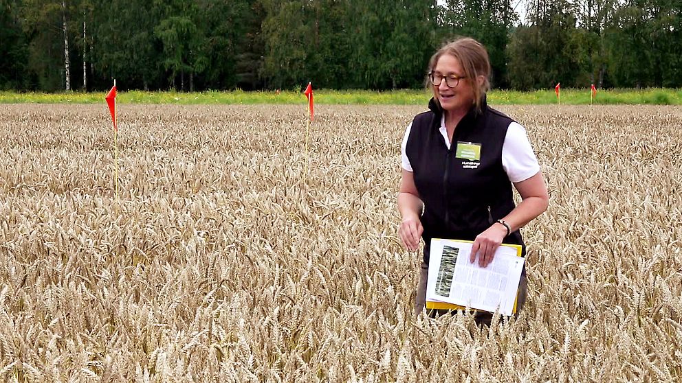 Marie Lundberg står mitt i höstvetefältet som nästan når upp till midjan.