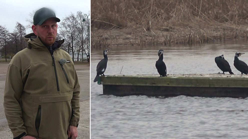 Jägaren Mattias Landin och skarvar som sitter på en brygga.