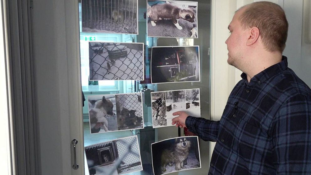 SVT:s reporter Viktor Lundmark visar upp bilder av omhändertagna draghundar.