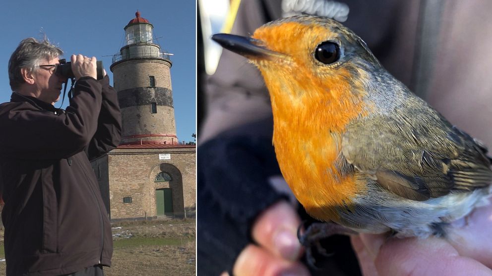 Magnus Grylle, chef på Falsterbo fågelstation och en rödhake