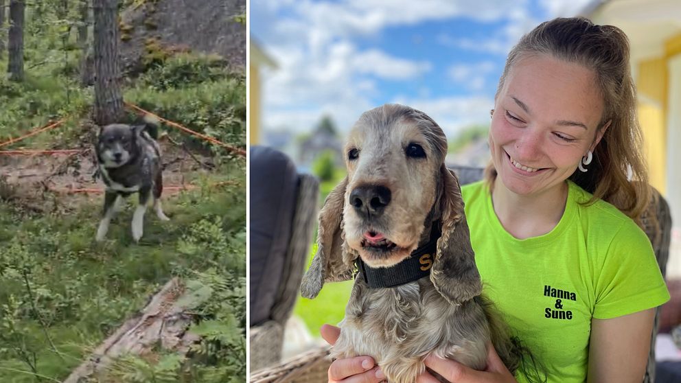 Hunden Sune och matte Hanna Ericsson till höger och den försvunna hunden frans till höger som sitter fast i en sprlina