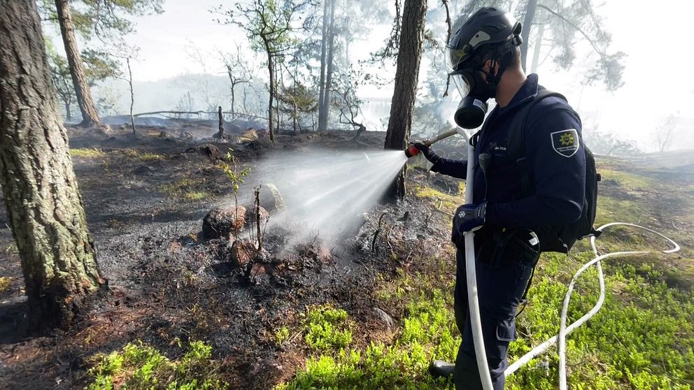 Brandman släcker glöd på mark efter skogsbrand, grönska och svedd mark syns i bakgrunden.