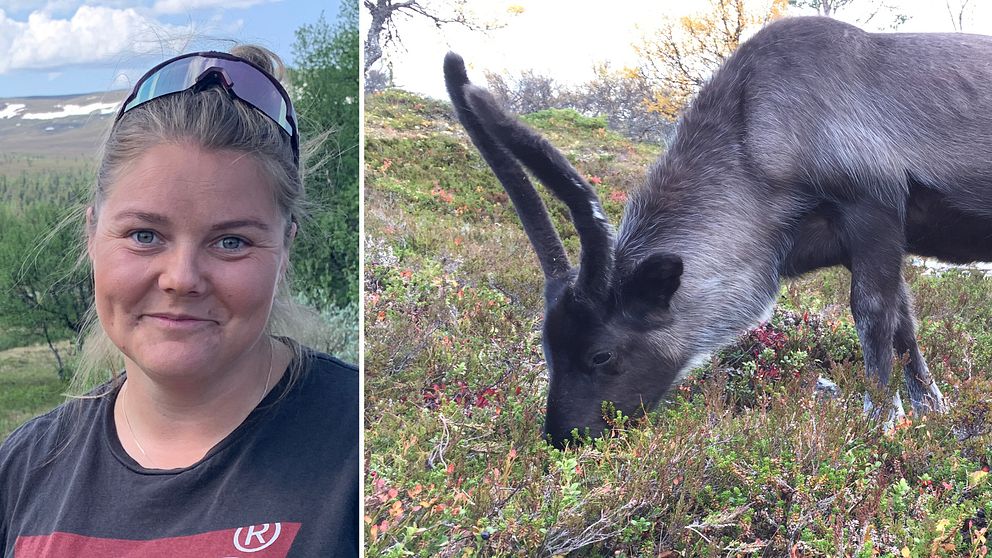 En bild ren som betar bredvid en bild på Martina Jonsson med ett fjäll i bakgrunden