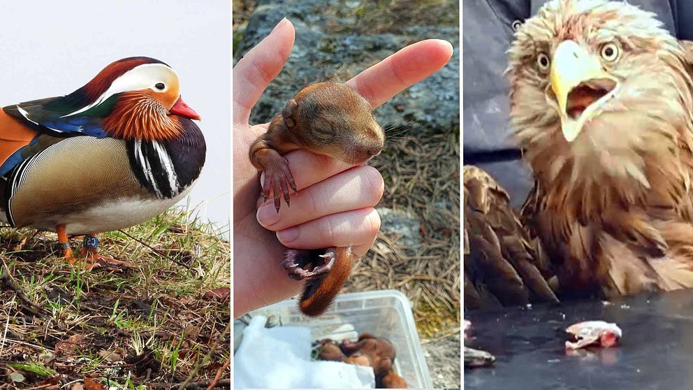En delad bild som visar tre olika djur. Till vänster en mandarinanka med färgglad fjäderdräkt på en grönsaksbädd. I mitten en person som håller en liten ekorre i handen. Till höger en örn med en överraskad uttryck på sitt ansikte, sittande vid ett bord med köttbitar framför sig.