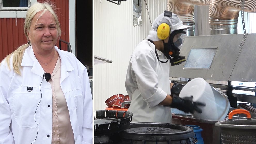Till vänster bild på Veronica Apelqvist, vd BD Fisk, till höger bild på arbetare med gasmask som öppnar surströmmingstunnor.