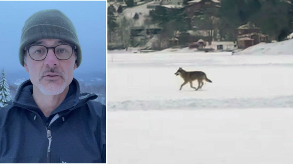 Rovdjursexpert från Världsnaturfonden, samt bild på varg på Lidingö