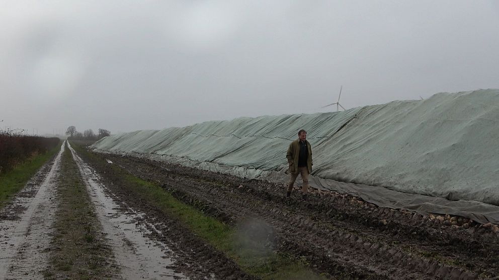 Lantbrukaren Jacob Bennet går framför en stuka betor, det regnar och himlen är grå.