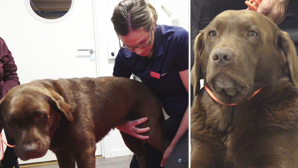Bild på hunden Peggy och Madelena Jonsson, fysioterapeut som undersöker hunden.