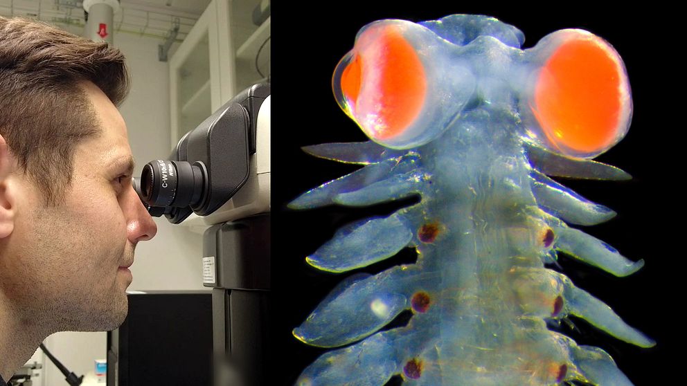 Michael Bok, biologiforskare vid Lunds universitet, tittar i mikroskop. Havsborstmasken Vanadis.