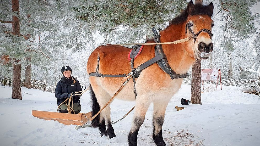Gyllenbrunvit häst fastspänd mot en liten plogsläde gjord av lastpall med djurskötare på. Allt i snö.