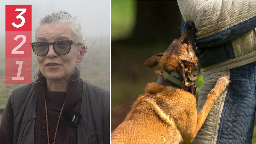 kvinna med mörka glasögon, hund som biter man i väst