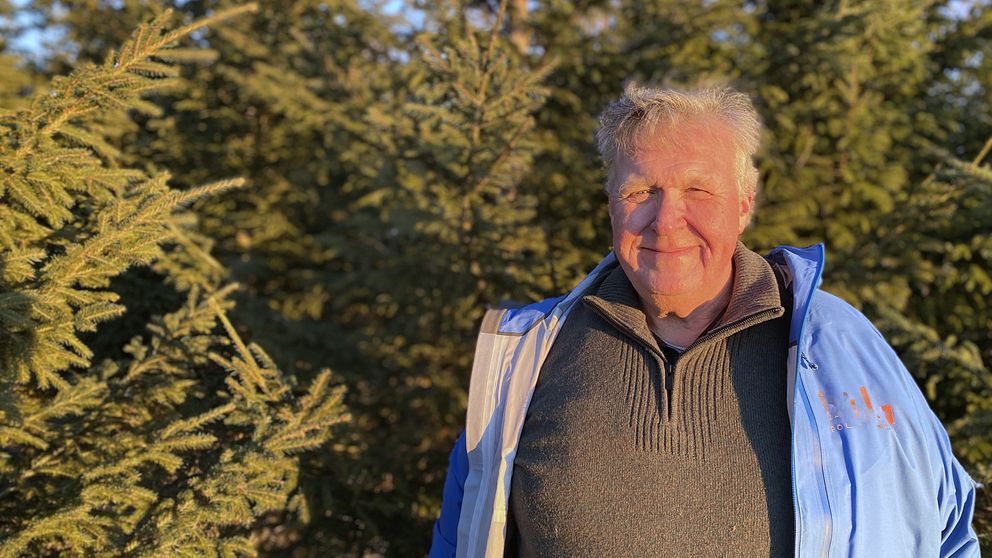 En person står framför en tät skog av granar, omgiven av naturens gröna nyanser. Personen bär en ljusblå jacka över en mörk tröja, och det är soligt med en varm, gyllene belysning.