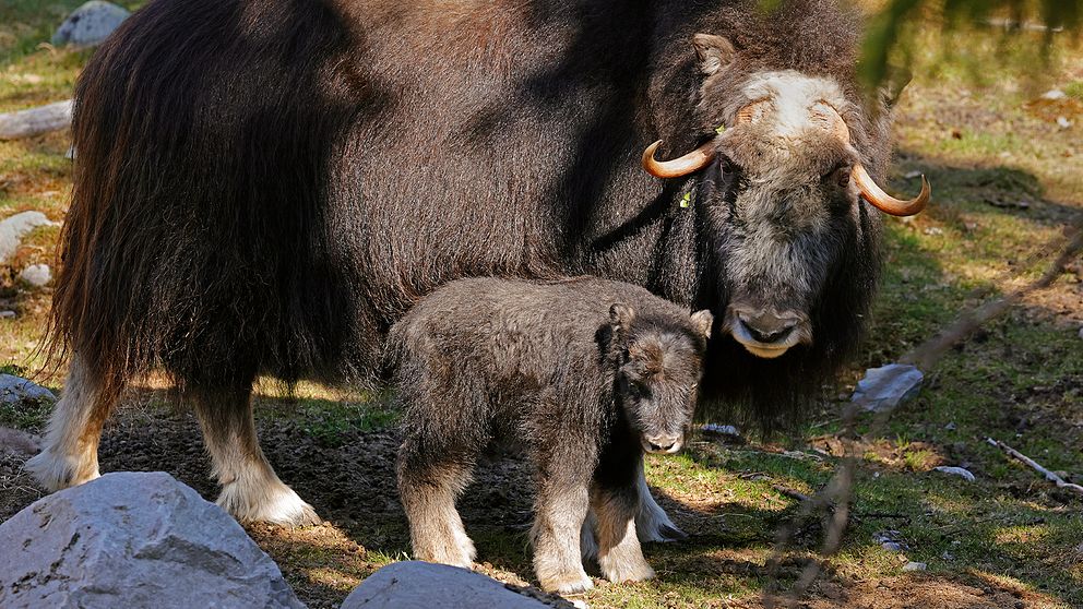 Myskoxhona med sin kalv i en mossig skogsglänta