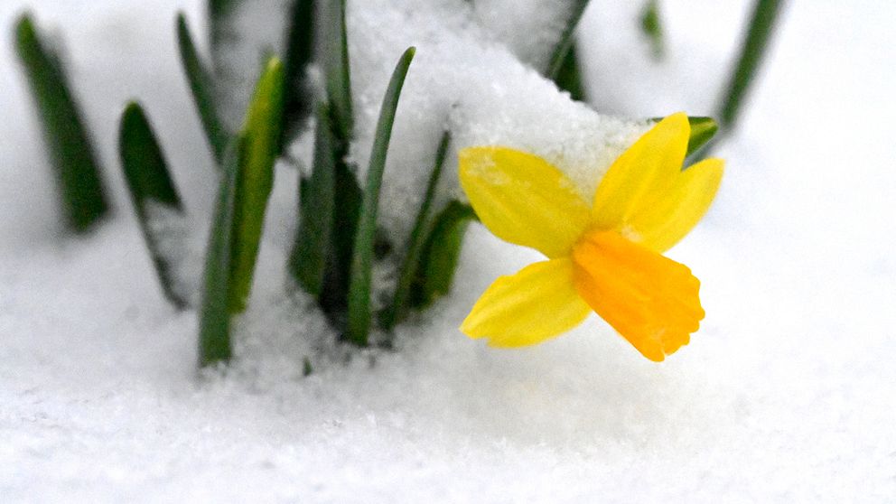 Påsklilja i snö