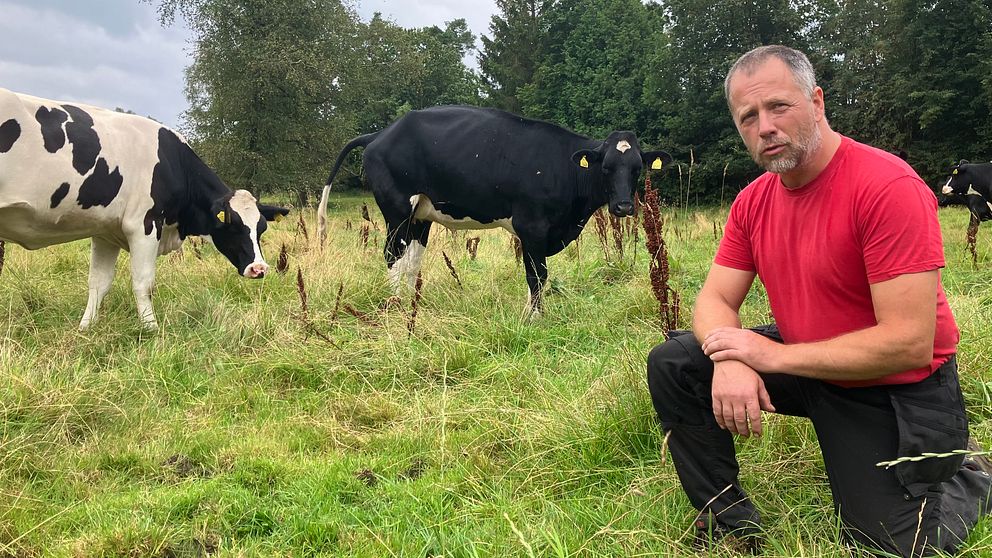 Lantbrukaren Stefan Sunnegård från Trälshult i södra Halland sitter på knä tillsammans med två av sina kor i en hage.