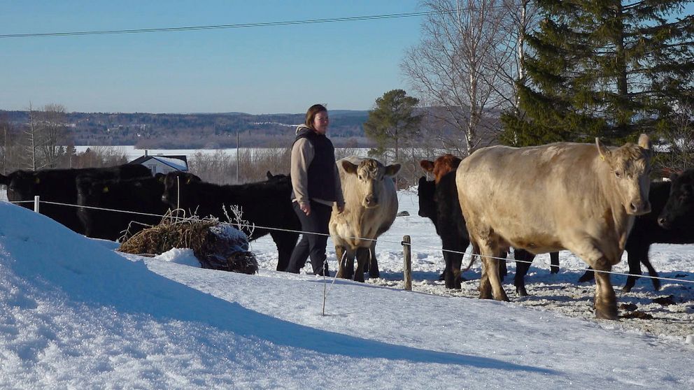 En kvinna som går vid sina kossor i Söråker.