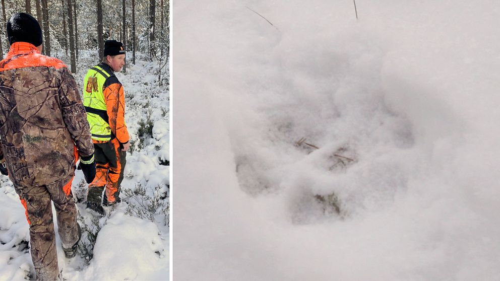 Rovdjursspårare i skogsmiljö, i tvådelad bild som visar vargspår i snö.