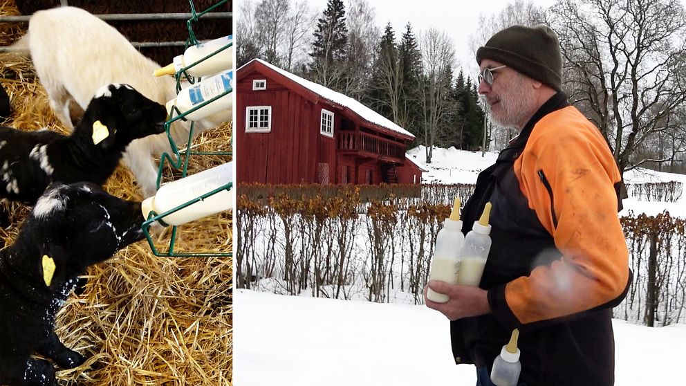 Tre lammungar som diar ur nappflaskor. En man med fyllda nappflaskor i händer och i fickan.