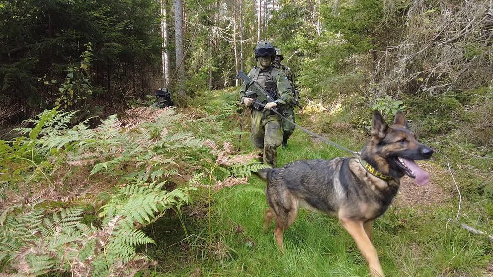 Flygbassäkerhetssoldater går patrull med hund i skogen.