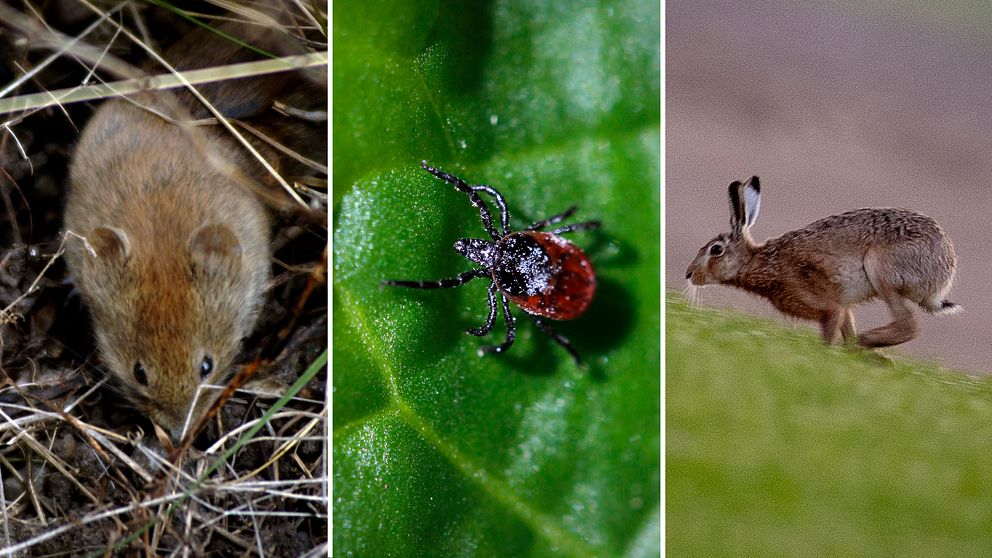 Tre bilder: Sork, fästing och hare.