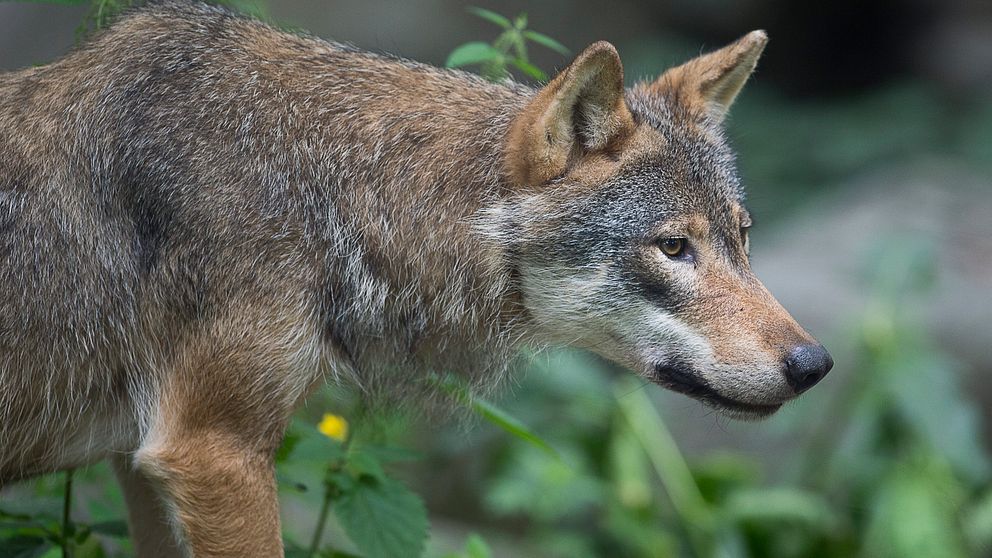 Fyra gårdar i nordvästra Östergötland har nu drabbats av vargattacker. Bilden är en arkivbild.