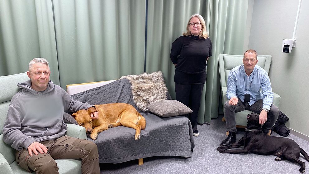 Anna Lindström i mitten tillsammans med hundförarna Robert Lindström, Karl Persson, jaktlabradoren Doffe och labradoren Mulle.