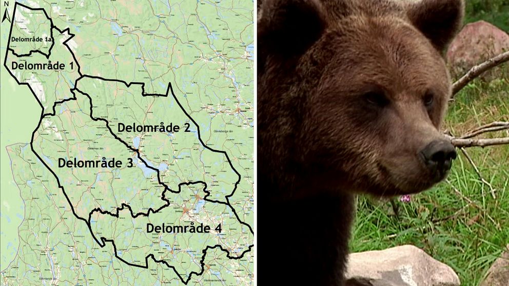Karta på delområden för björnjakt 2023 i Dalarna.