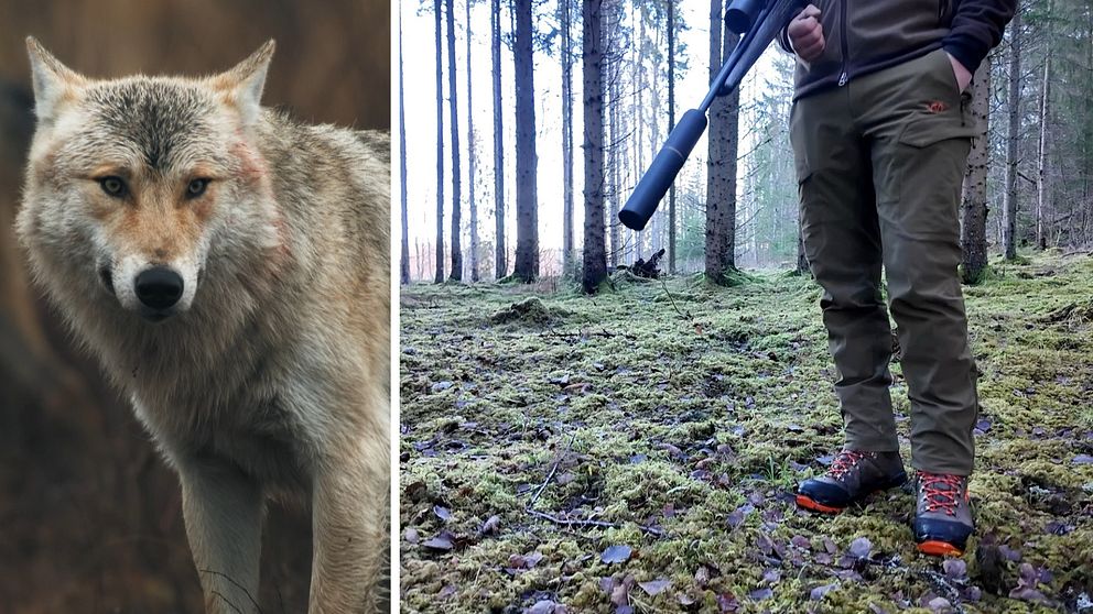 Delad bild. Till vänster en varg och till höger en jägare med vapen. Bilden är från midjan och ner