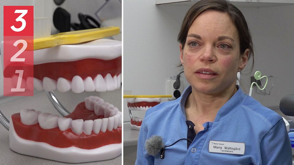 Till vänster en prototyp av en käke med tänder. Ovanpå ligger en gul tandborste. Till vänster tandläkare Maria Wattsgård i ett undersökningsrum på en tandvårdsklinik.
