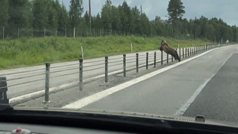En björn hoppar över mitträcket på E4 i Luleå.
