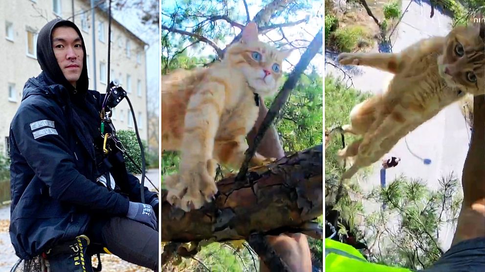 En man i huvtröja och klättringsrep och två katter i träd.