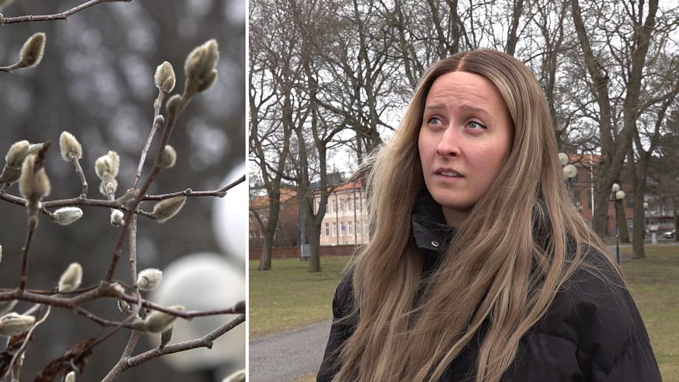 Tvådelad bild. Vänster: knoppande grenar. Höger: person i park med träd i bakgrunden.
