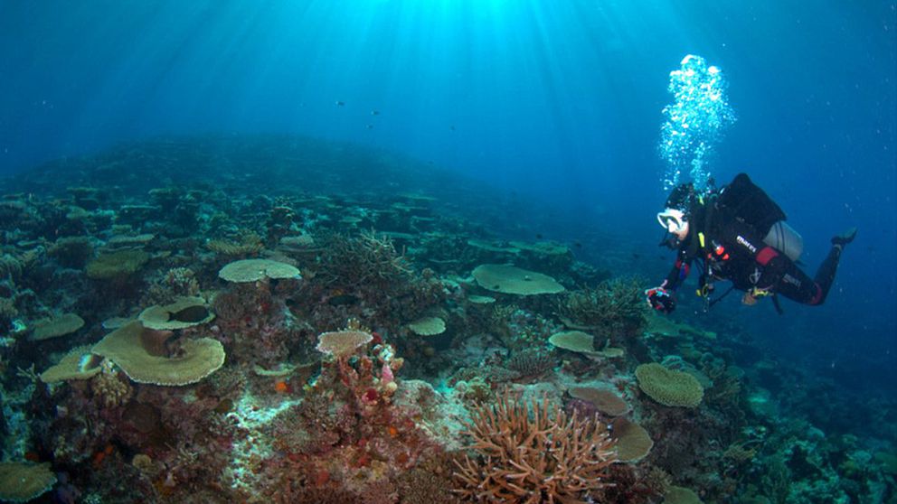 Dykare bland koraller